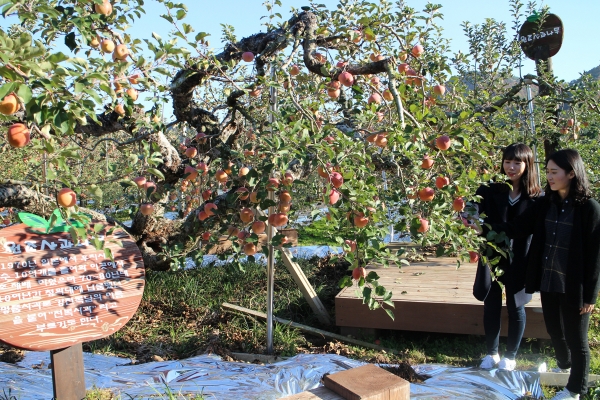 영동군 심천면 단전리 단전농장에는 수령 50여년이 된 국내 원조 후지 사과나무를 노거수로 지정, 안내표지판을 설치했다.