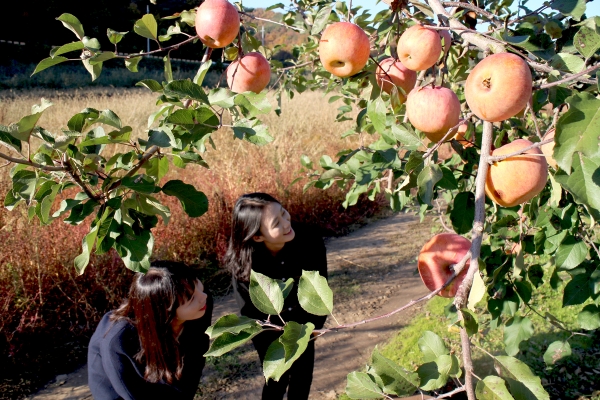 영동군 심천면 단전리 단전농장의 원조 후지사과나무에 탐스럽게 열린 사과를 보며 지나던 행인이 미소를 짓고 있다.