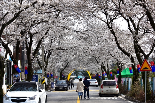 23회 제천 청풍호 벚꽃축제가 5~14일 청풍면 물태리 문화마을에서 10일간 개최된다.