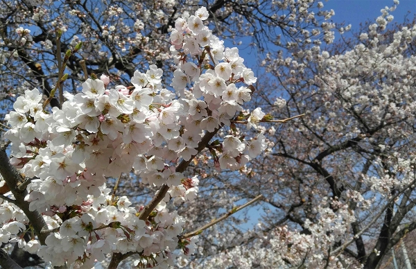 청주 무심천변 벚꽃이 4일 만개했다.