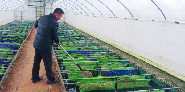 유기농업군 괴산군이 올해 8.2t의 우렁이를 친환경 벼 재배 농가에 무상으로 제공한다고 8일 밝혔다.