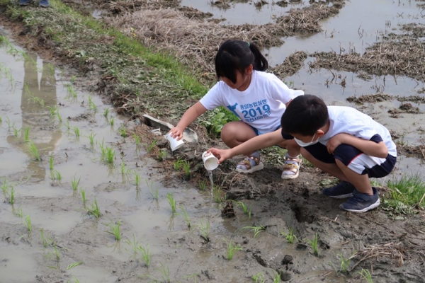 15일 제천시 봉양읍 통일쌀 손모내기 행사에 참여한 지역학생들이 친환경 영농을 위한 다슬기 등을 논에 방생하고 있다.