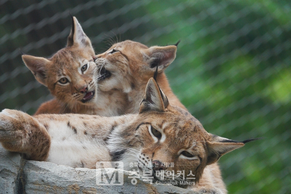 청주동물원이 지난 4월말 태어난 스라소니 새끼 3마리를 이달부터 공개하기로 했다.
