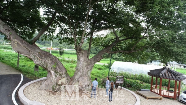 독립군 나무는 영동군이 보호수 43호로 지정 관리하는 수령 350년 이상 된 높이 20m 정도의 느티나무 2그루이다.