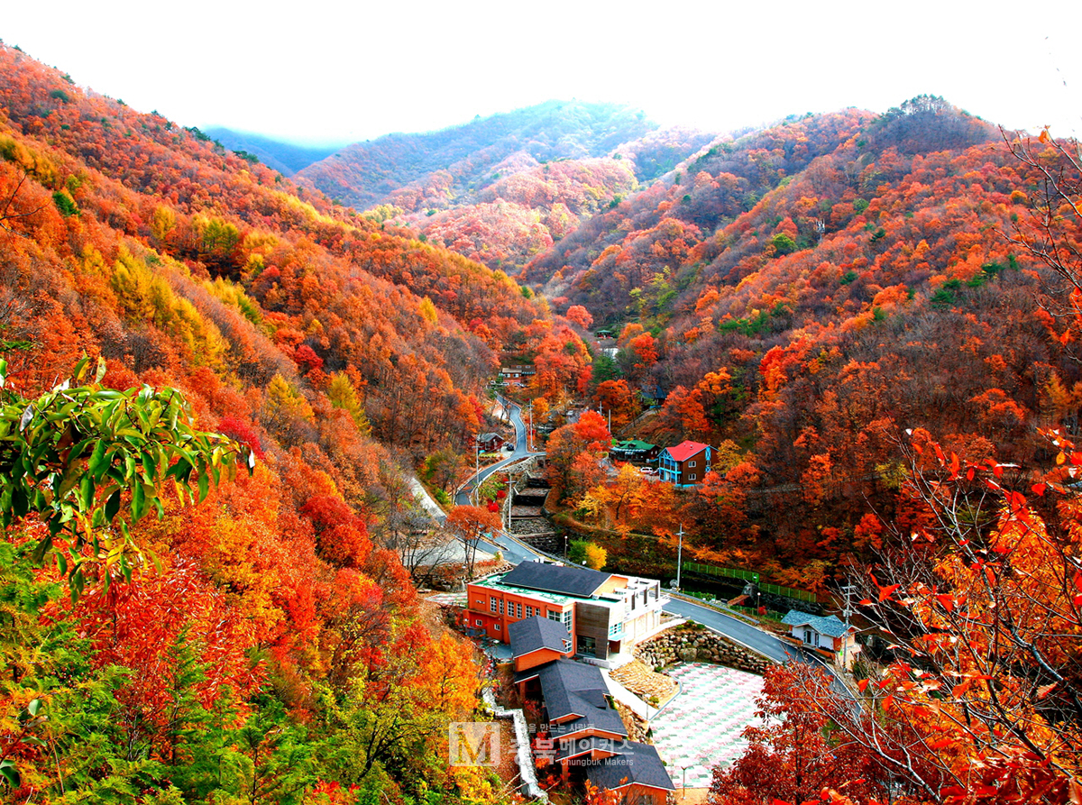 가을 절경을 이루고 있는 영동군 용화면 조동리 '민주지산 자연휴양림'이 주목받고 있다.