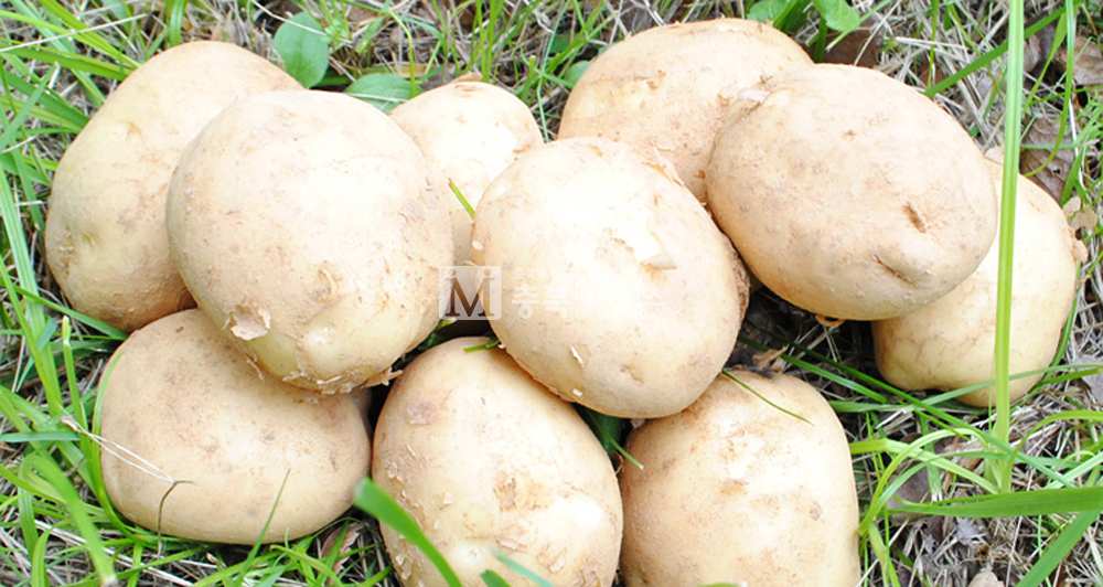 시는 올해 감자가 농축산물가격안정기금 지원 대상으로 결정돼 20㎏들이 1박스에 8800원을 지원한다고 5일 밝혔다.