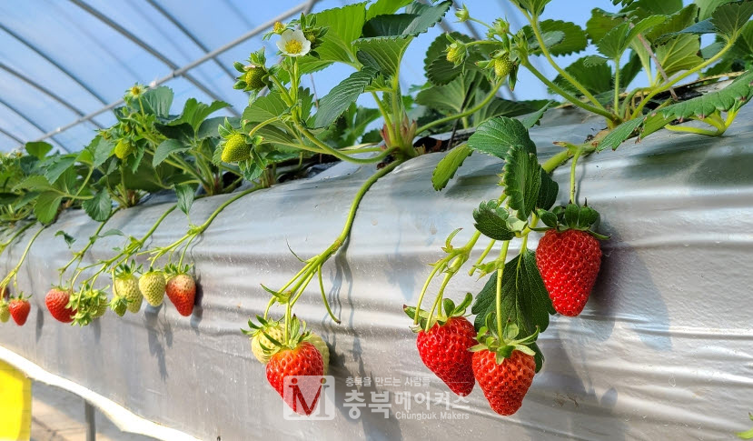 청주시농업기술센터가 면역력 증강에 도움이 되는 제철과일 딸기를 홍보하고 나섰다.