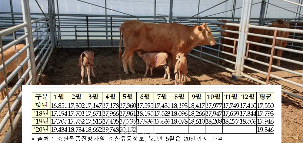 올해 5월 한우 쇠고기 도매가가 코로나19로 외식보다 가정소비가 증가하면서 전년동월(1만7735원) 대비 13.6% 증가한 ㎏당 2만152원으로 급등한 것으로 나타났다.