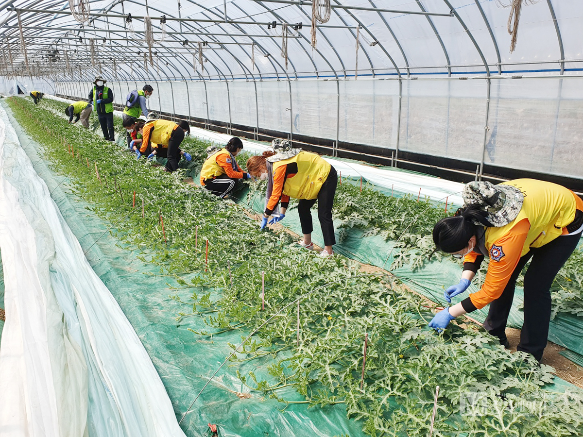충북도가 오는 4~11월 농업인력수급상황실을 운영하면서 농번기 농촌인력부족 해소를 위한 맞춤형 일손돕기 30만명을 투입한다고 20일 밝혔다.