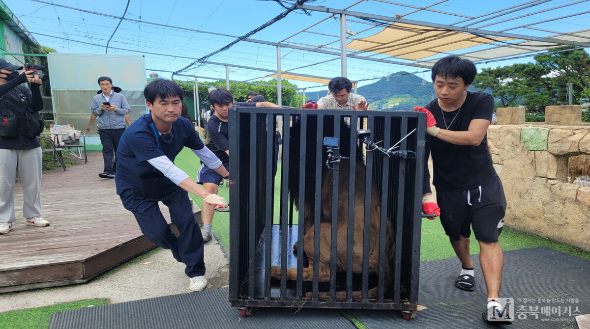 청주동물원은 5일 김해시 부경동물원에서 일명 ‘갈비 사자’라 불리었던 노령의 ‘바람이’이 데려왔다고 밝혔다.