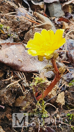앞서 지난 11일 증평 좌구산 휴양림 내 병영체험장에서도 복수초가 꽃망울을 터뜨렸다.