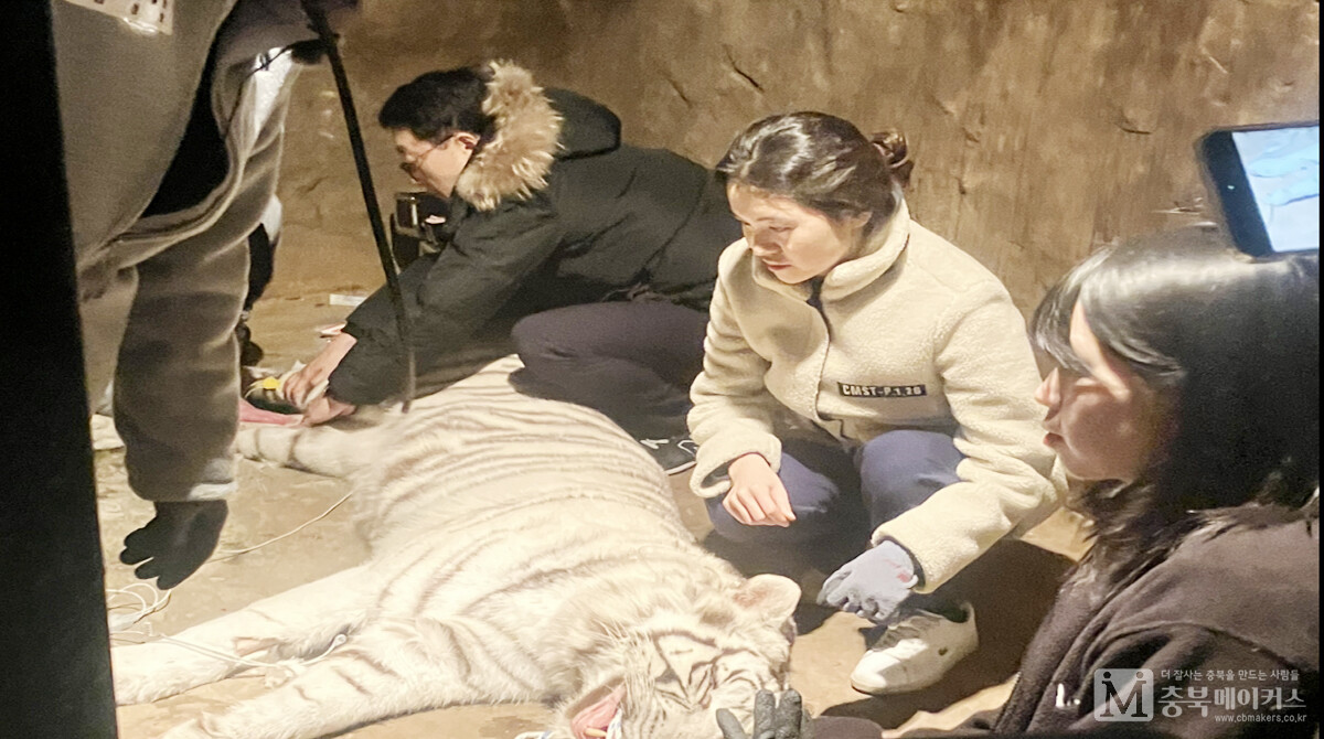 청주동물원이 지난 22일부터 경남 김해시 부경동물원을 찾아 잔류동물 건강검진을 실시하고 있다고 27일 밝혔다.