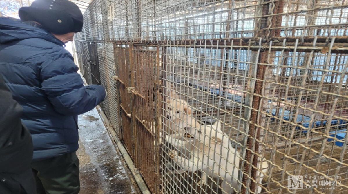 충북시민재단이 3월말까지 동물복지상생기금(목표액 500만원)을 모금한다고 11일 밝혔다. 사진은 새꽃쉼터에 보호중인 강아지들이다. 